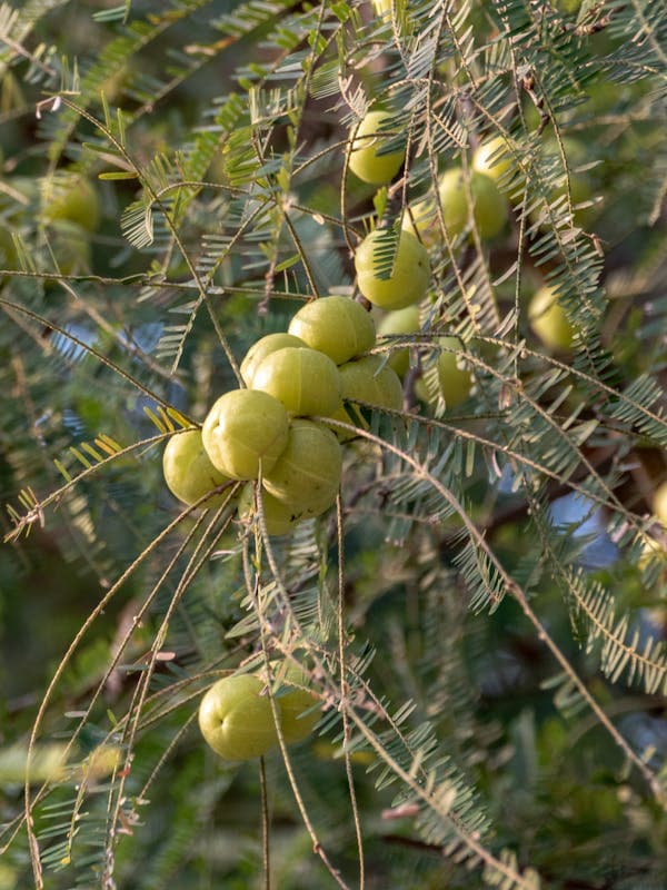Amla