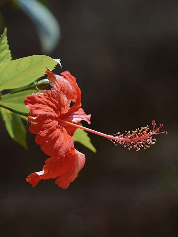 Hibiscus