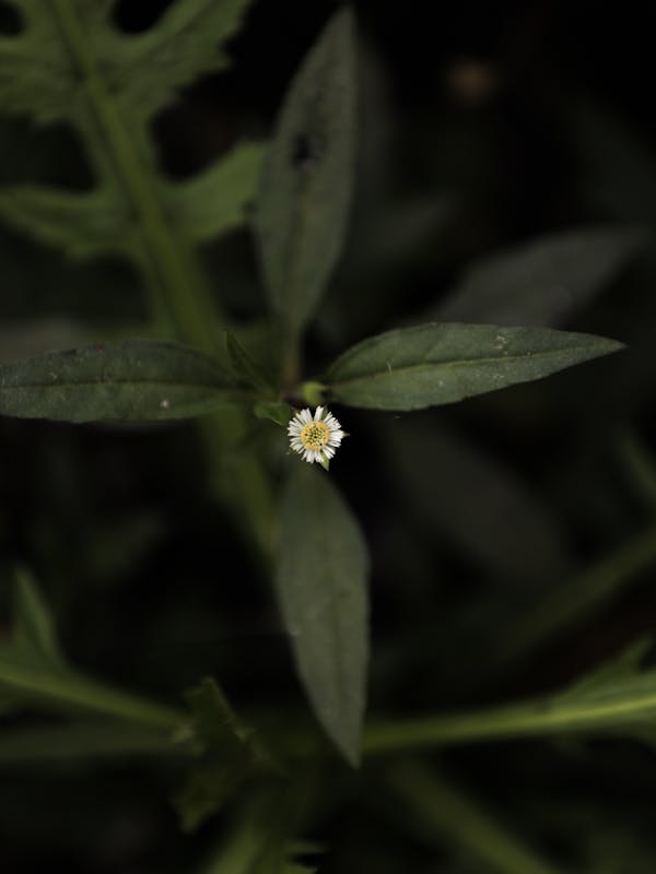 Bhringraj