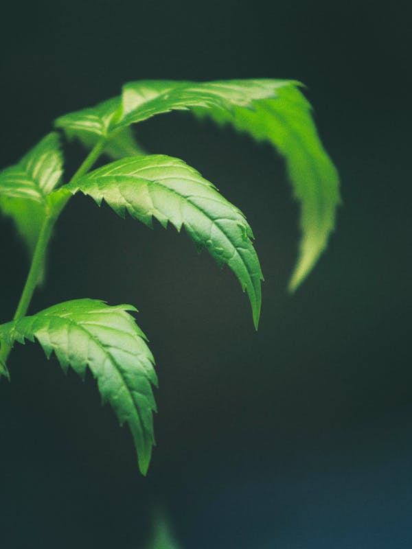 Neem